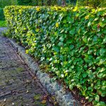 haie de jardin