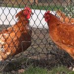 La vraie importance des grilles à poule; comment les choisir ?
