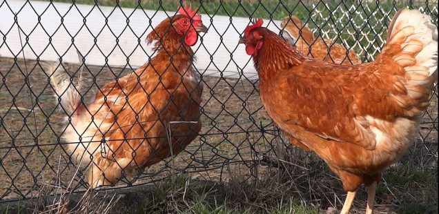 La vraie importance des grilles à poule; comment les choisir ?
